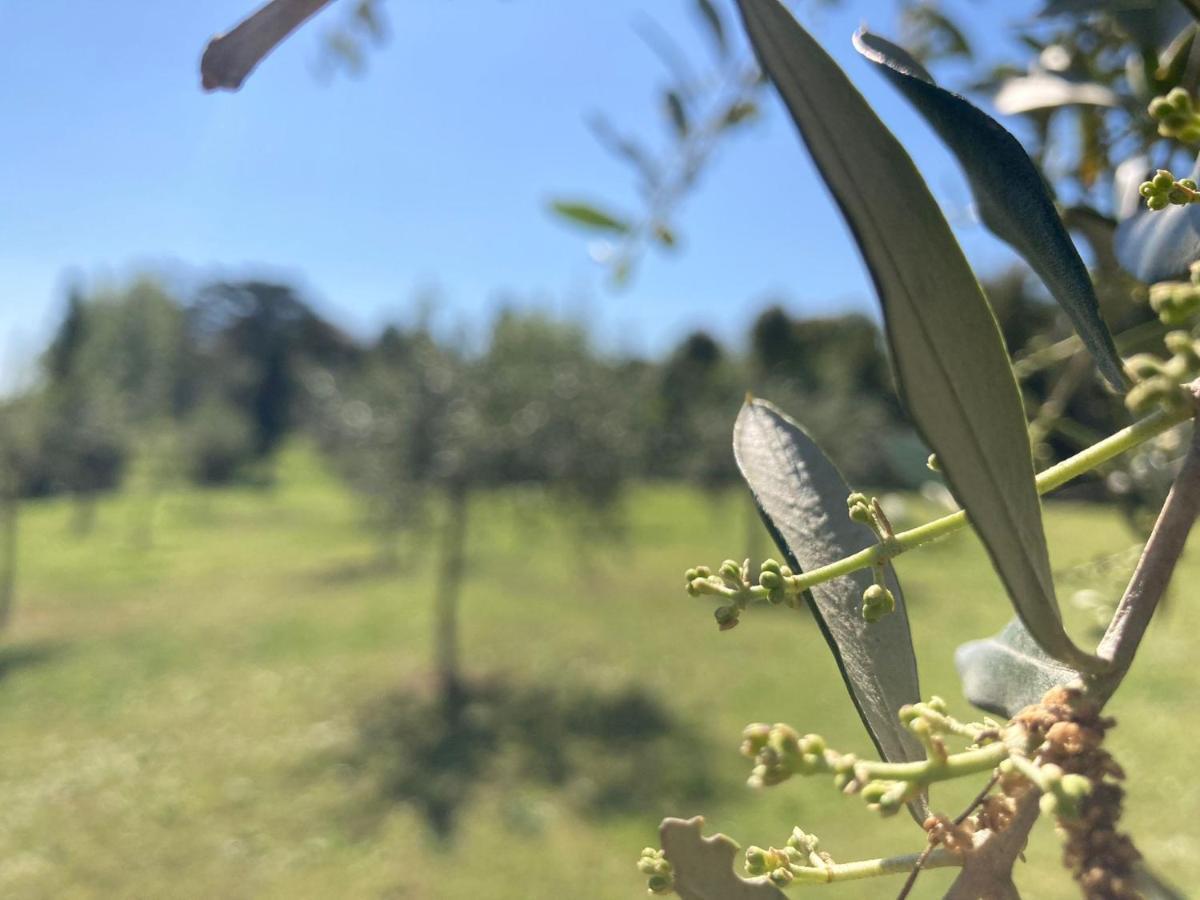 Tenuta Poggio Alla Farnia Fauglia Exterior foto